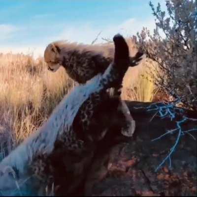 🔥 Cheetah introduces a photographer to her little ones 🔥