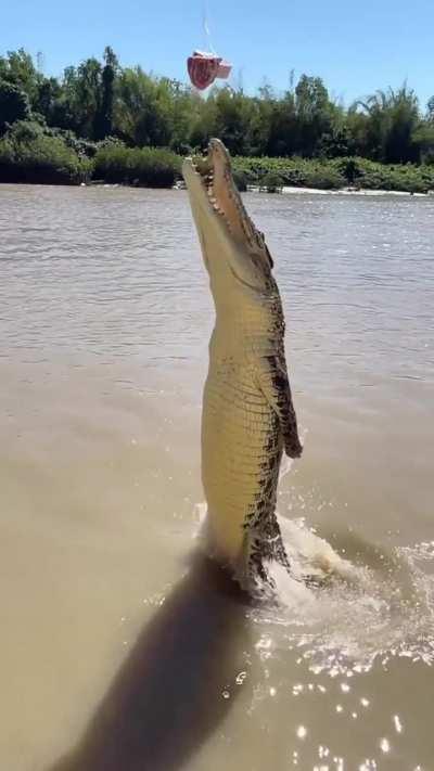 🔥 Crocodiles can jump very high