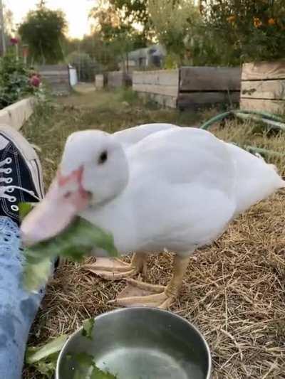 Cabbage is her favorite - 7 week old Muscovy Duck