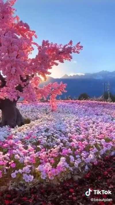 🔥Cherry tree absolutely laden with blossons