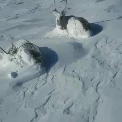 🔥 A hunter wakes up two sleeping caribou after a snowfall