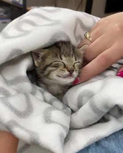 How to make a kitten smile in one easy step