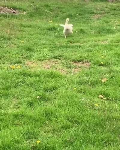 Duck is excited when Hooman comes home