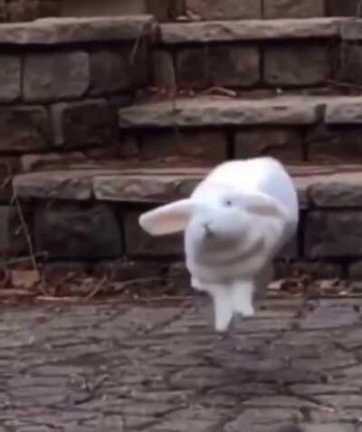 Did you ever seen a rabbit with such flow? 😍😂