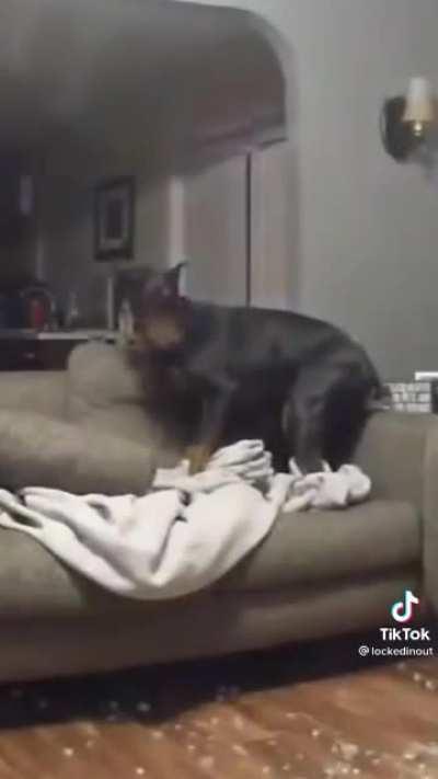 seen this on tiktok and it had me dying lol (the dog is okay btw!!)