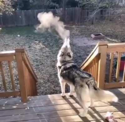 Howling on a cold day (reposted with audio)