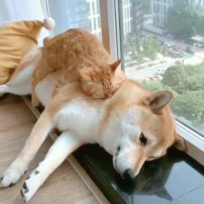 Even the dog knows you don't disturb the cat when it's sleeping.