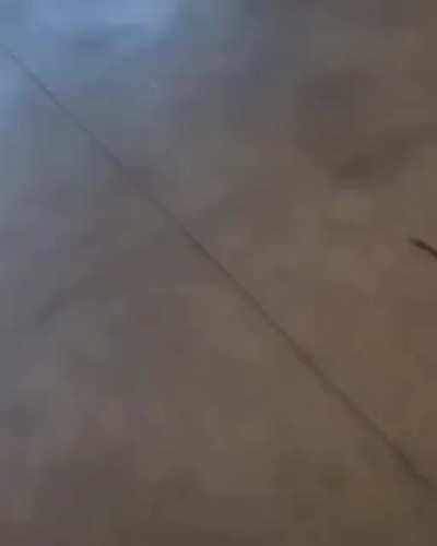 @steelf0xplayz video #483461