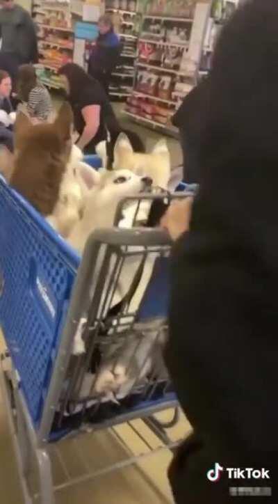 Cart Full of Cute Curls