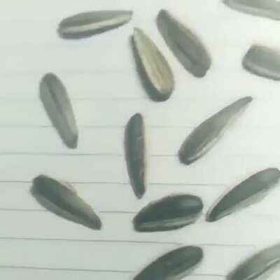 Three of these seeds are drawn