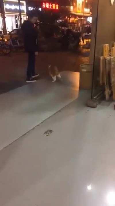 This cat did the Michael Jackson move