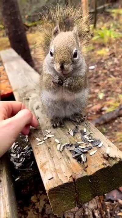 Squirrel squeaks while eating