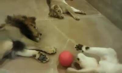 Lazy Lions Playing Ball