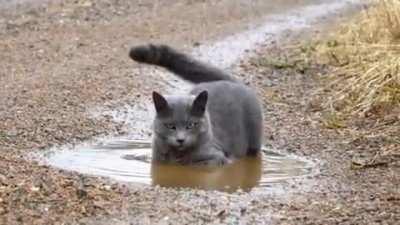 Not all cats hate water...