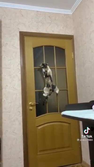 You’ve got nothin on parkour kitty