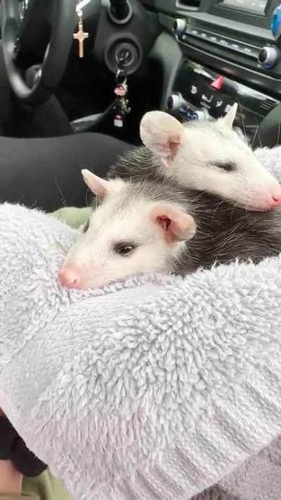 Found these two furry babies while on our walk. I think they are baby rats but they look funny. 