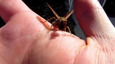 The mantidfly, which looks like a cross between a praying mantis and a wasp, is actually not closely related to either of them, and it is not even a type of fly. The mantidfly does not sting and poses no threat to humans. It only eats nectar and small ins