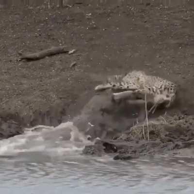 probably one of the rarest encounters ,crocodile snatches a cheetah