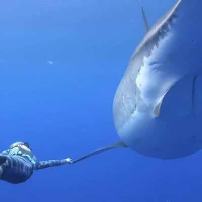 This is incredible.. Oceanographer Ocean Ramsey swimming with one of the biggest Great White sharks ever recorded at 20ft by 8ft