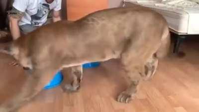 This giant mountain lion playing the shell game to win his favorite stuffed toy