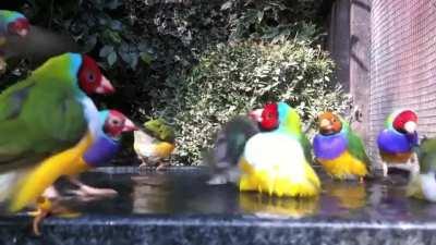 Gouldian finches, native to Australia, are brightly colored birds with black, green, yellow, and red markings. The male's chest is generally purple while the female's is a lighter mauve. In this video, Gouldian finches are joined by blue-cap waxbills, gre