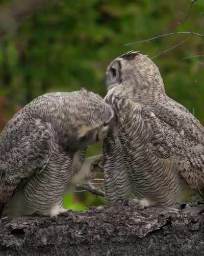 🔥 An unguarded moment between two owls