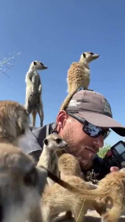 Wild meerkat using this man's head as a lookout