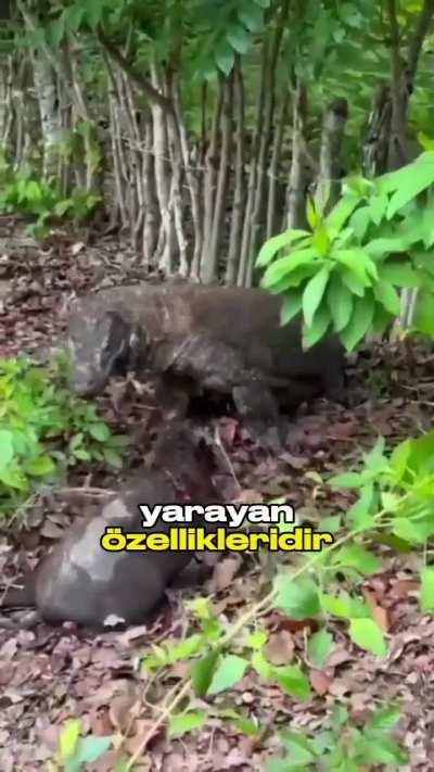 Oç her şeyi yiyor