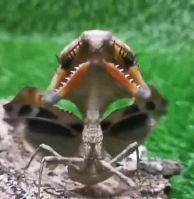 🔥 Threat display of the dead - leaf mantis