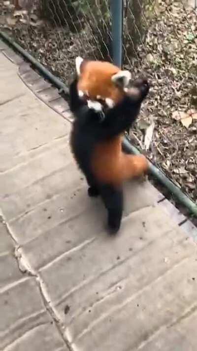 The red panda with a perfect walking gait.