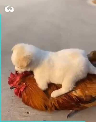 A puppy just hanging with his bro bird.