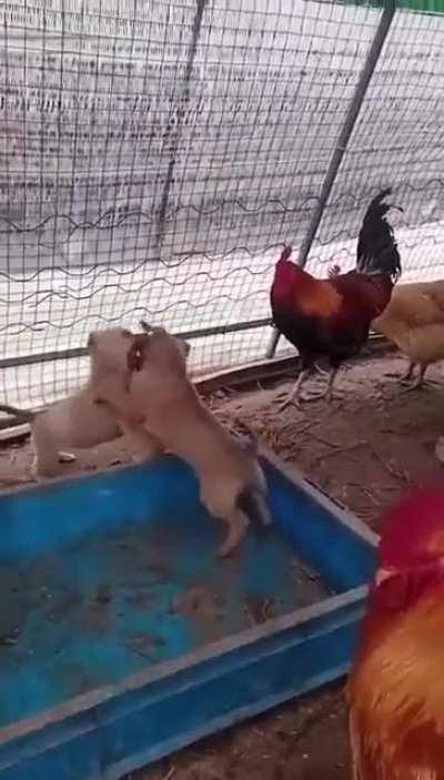 Chickens organizes a secret dog fight