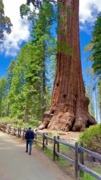 🔥 Redwood trees, California