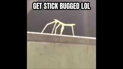 Stick bug sans confirmed