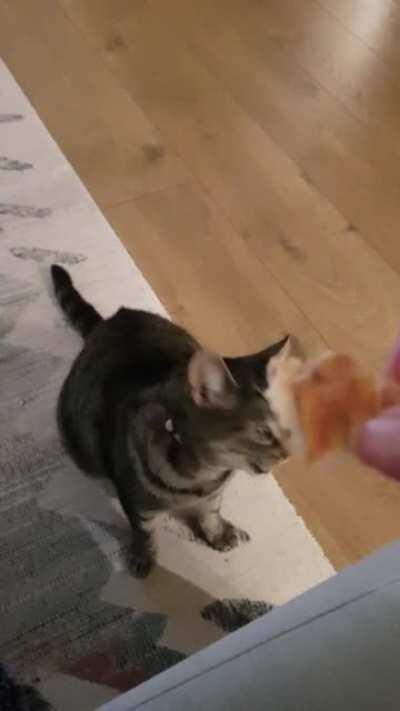 Please enjoy my cat's reaction to seeing a piece of chicken...