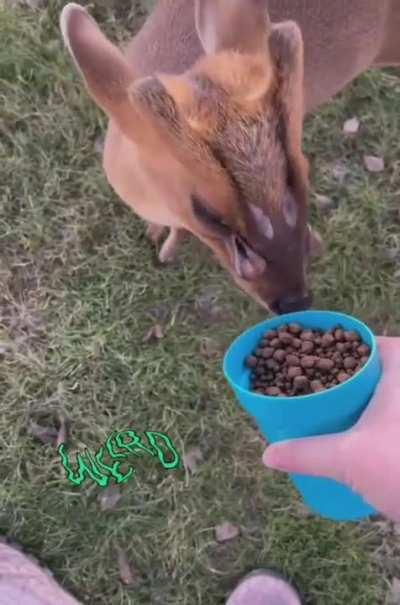 The Preorbital glands of the Muntjac Deer open as a signal that they are hungry and close after feeding.