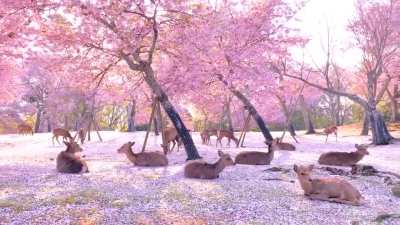 🔥 Sika deer relaxing by cherry blossom trees at Nara park in Japan 