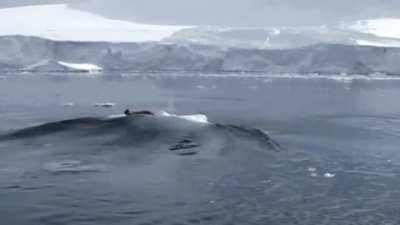 Footage of an Orca hunting strategy known as “wave washing”.