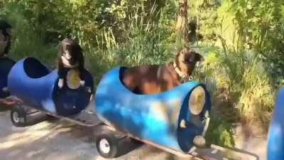 An 80-year-old retiree built a train to take the dogs out on excursions.