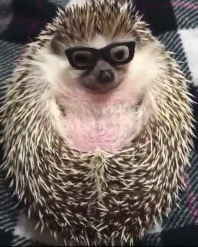 This snazzy hedgehog