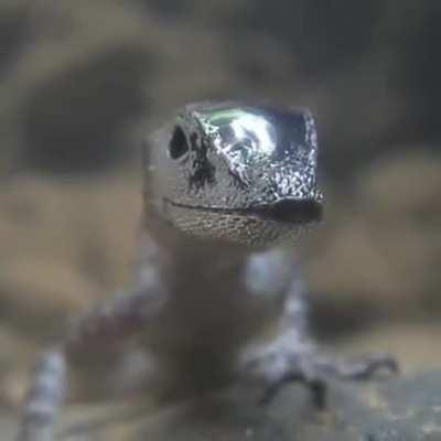 Ever seen a lizard breathe underwater?