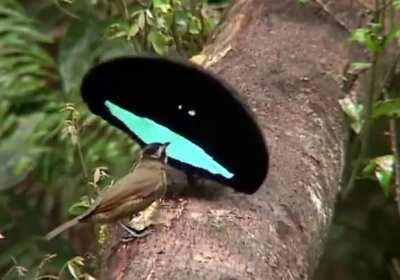 Vogelkop bird’s mating dance.