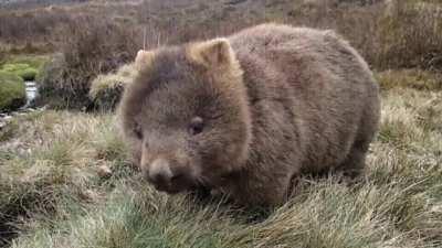 🔥 wombat eating grass