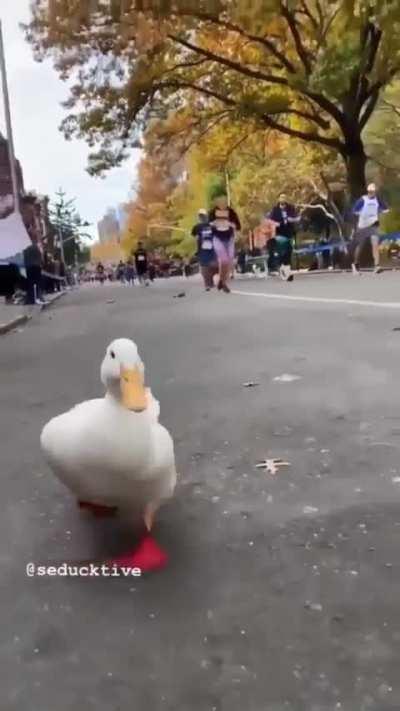 Duck Rule