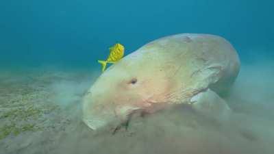 Dugongs can be distinguished from the three species of manatees in a number of ways, and here are a couple. Dugongs have fluked, dolphin-like tails whereas manatees have rounded tails. Unlike manatees, dugongs have sharply downturned snouts which are adap
