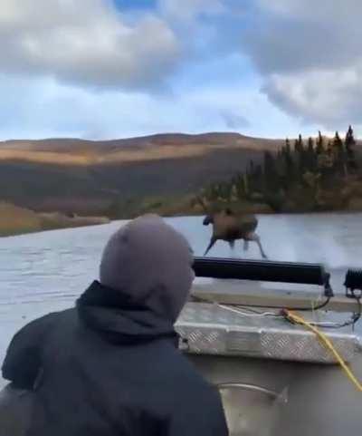 Moose running across the river