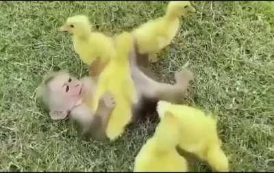 A monkey hanging out with his duck friends