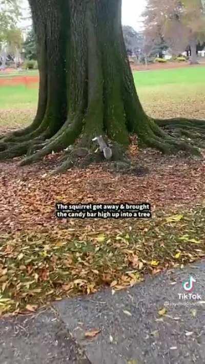 Squirrel Saga