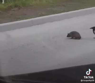 Crow helping hedgehog cross the road so it doesn’t get run over