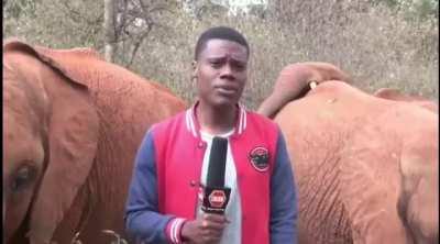 Kenyan TV reporter